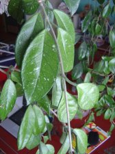 Hoya_leaves.JPG