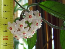 Hoya_flower_measure.JPG