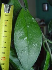 Hoya_leave_measure.JPG