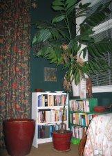 palm02.jpg