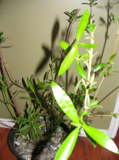 IMG_7958.jpg