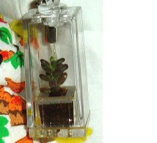 plant.JPG