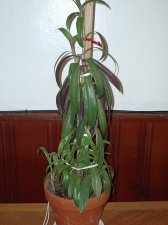 Plant 001.jpg