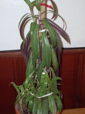 Plant 002.jpg