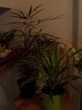 100_2618.JPG