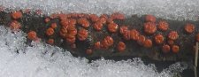 orangeFungus1-crop.jpg