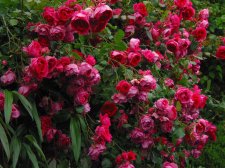 GardenPics06June040041200.jpg