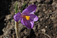 2 April 2006 CrocusIMG_00292.JPG