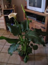 IMG_0546.JPG