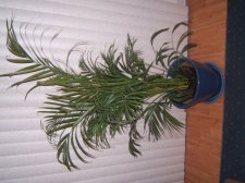 UnknownPlant.JPG