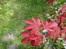 DSC00926.JPG