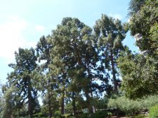 20110715_SanDiegoBalboaPark_CanaryIsPine_Cutler_P1150219.jpg