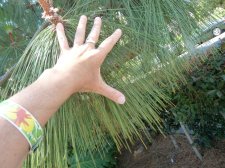 20110715_SanDiegoBalboaPark_CanaryIsPine_Cutler_P1150223.jpg