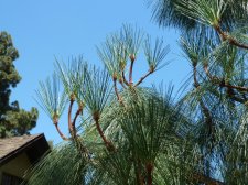 20110715_SanDiegoBalboaPark_CanaryIsPine_Cutler_P1150242.jpg