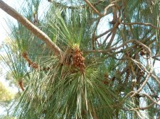20110715_SanDiegoBalboaPark_CanaryIsPine_Cutler_P1150245.jpg