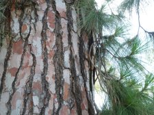 20110715_SanDiegoBalboaPark_CanaryIsPine_Cutler_P1150215.jpg