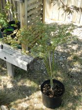 Jap Maple unknown.jpg