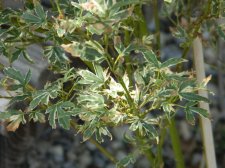 Jap Maple Unknown2.jpg