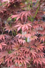 oshu shidare leaf 9 aug 11.jpg