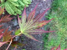 IMG_0635.jpg