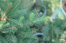 abies alba_0670.JPG