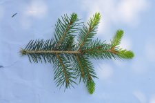 abies alba_0672.JPG