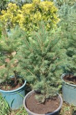 abies alba_0669.JPG