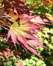 IMG_0677b.jpg