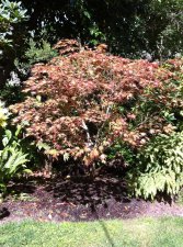 IMG_0676b.jpg