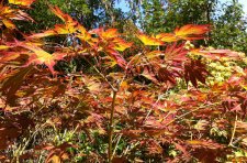 IMG_0679b.jpg