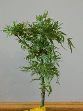 Jap Maple Shin hikasa - EFN.jpg