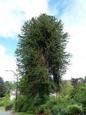 20110821_CypressLinden_Araucaria_Cutler_P1160157.jpg