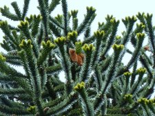 20110821_CypressLinden_Araucaria_Cutler_P1160161.jpg