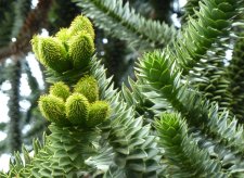 20110821_CypressLinden_Araucaria_Cutler_P1160166.jpg