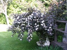 IMG_1548.jpg