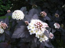 IMG_1551.jpg