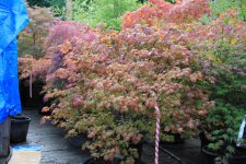 autumn glow 18 july 11.jpg