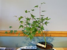 Jap Maple Shishi yatsubusa.jpg