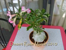 Desert Rose 2010.jpg