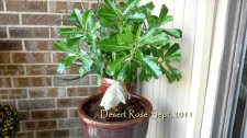 Desert Rose 2011.jpg