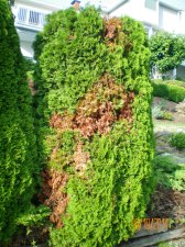 spider mite 001.jpg