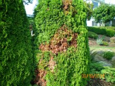 spider mite 002.jpg