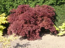 BURGUNDY LACE.JPG