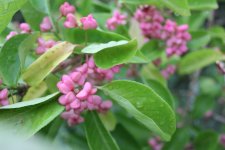 Euonymus spp 1.jpg