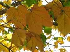 IMG_2271_resize.jpg