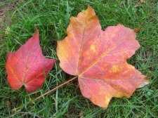IMG_2278_resize.jpg