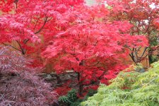 chitose yama 2 26 oct 11.jpg