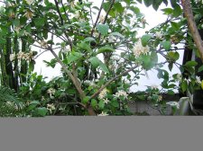 Citrus_lemon_in_bloom.jpg