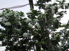 Murraya_paniculata_17_sur_tige.jpg