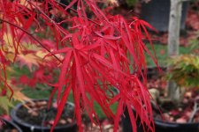 red spider 3 29 oct 11.jpg